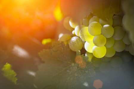 葡萄摄影照片_午后阳光下郁郁葱葱的白葡萄蒲式耳葡萄园