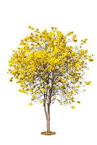 金色的树，黄色的花树，白色 bac 上孤立的 tabebuia