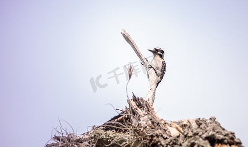 矢啄木鸟摄影照片_柔软的啄木鸟 Picoides pubescens 栖息在死树上