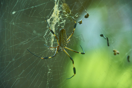 条纹蜘蛛摄影照片_暖色调的热带蜘蛛