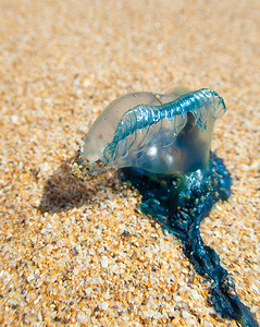 蓝瓶海蜇在沙滩上的特写