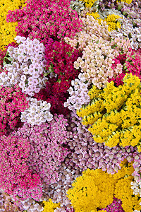 花西洋蓍草（lat. Achillea），背景，墙纸