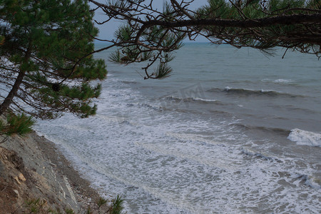 海浪和松树