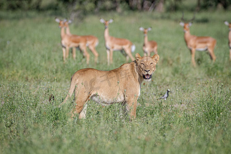 狮子走在一群黑斑羚前面。