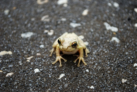 青蛙跳摄影照片_大理石眼睛的青蛙