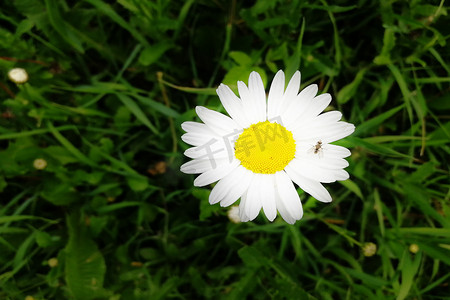 月亮鲜花摄影照片_牛眼菊或月亮雏菊 Leucanthemum 的头状花序