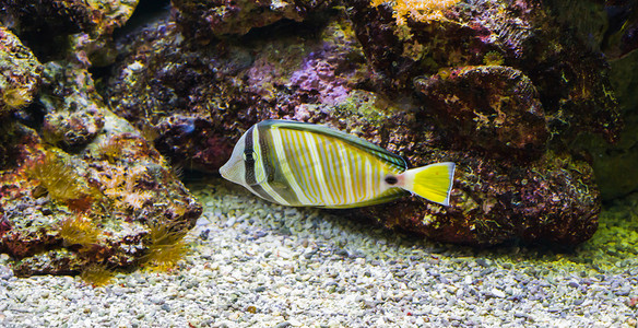 旗鳍唐鱼，一种来自印度洋的色彩缤纷的热带水族馆宠物