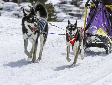 雪橇犬参加速度赛，瑞士莫斯