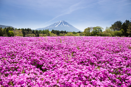 日本芝樱节与樱花粉苔或樱花与富士山山梨，日本