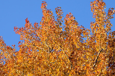 十一月风景摄影照片_枫树秋天风景在阳光下