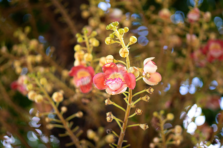 炮弹花或