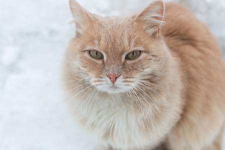 流浪猫摄影照片_一只红色结冰的流浪猫的画像。