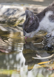 可爱的猫喝水。