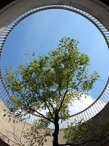 城市设计摄影照片_城市树木在设计的圆孔中生长