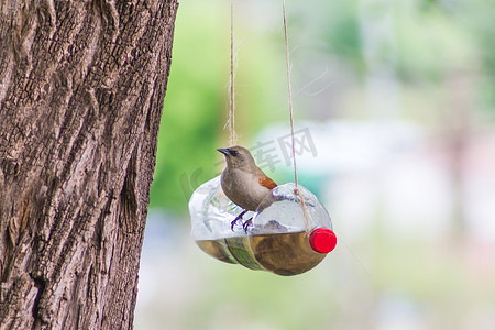 用回收塑料瓶制成的手工喂鸟器和饮水器
