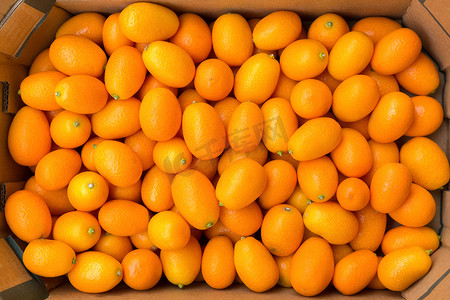 纸板箱中的橙色金橘堆