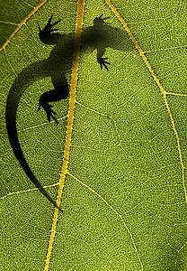 一只蜥蜴在阳光照亮的叶子上的轮廓