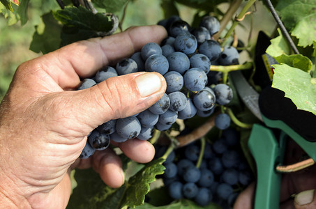 红葡萄在葡萄收获时被切开