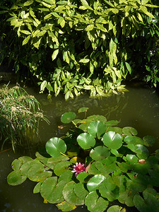 一朵睡莲摄影照片_睡莲的绿叶，中间有一朵花