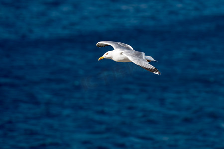 清澈湛蓝的大海上张开翅膀的单只海鸥飞鸟