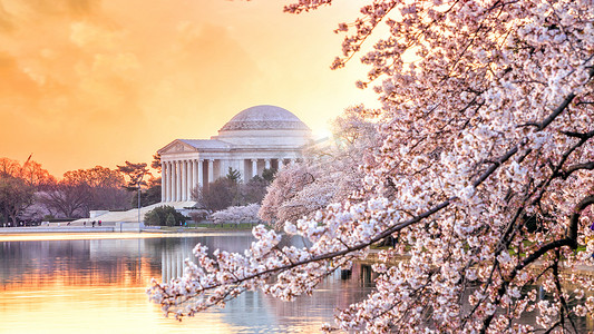 春天樱花节摄影照片_樱花节期间的杰斐逊纪念堂