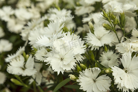 在一个小花市场上的白色康乃馨花