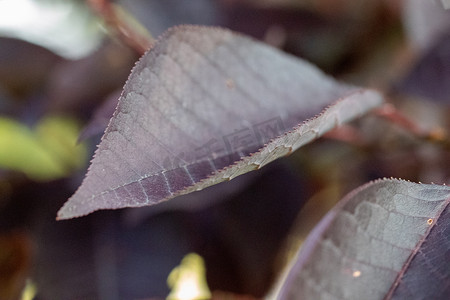 堪萨斯州一棵紫荆树上紫色叶子的特写