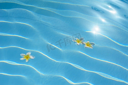 三朵九重葛花漂浮在蓝色水池中
