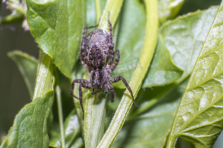 条纹蜘蛛摄影照片_季节花园菠菜上的小蜘蛛
