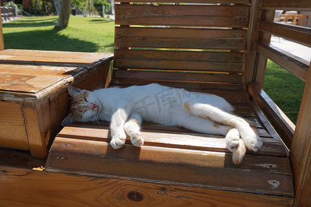 懒惰的白红猫睡在绿色草坪背景的旧木凳上