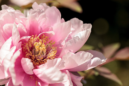 牡丹树上的粉红色花叫芍药