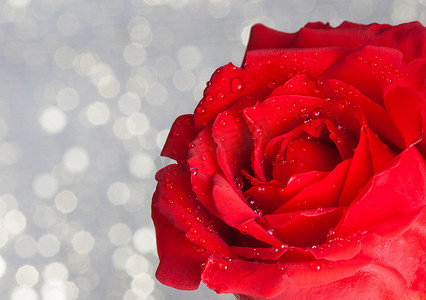 爱情银色摄影照片_银色散景背景、情人节和爱情概念中的红玫瑰