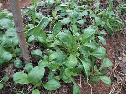 蔬菜地，种植白菜