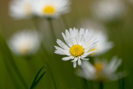 小雏菊花