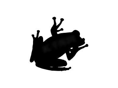 Anura 或青蛙的剪影在白色背景下被隔离