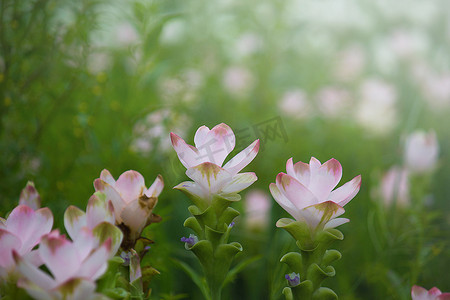 姜黄 (Siamese Tulip Curcuma Alismatifolia) 花 I