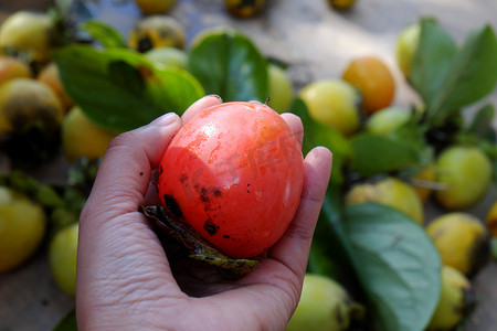 柿子果实，越南农产品