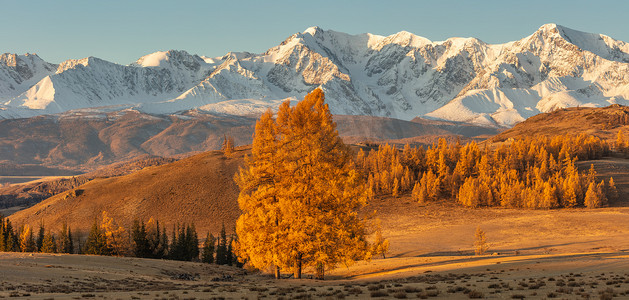 美丽的山谷全景，背景是金色的树木和白色的雪山，前景是一棵孤独的树。