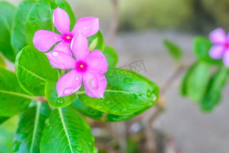 五颜六色的花朵，背景上有绿叶，爱情概念，设计模板。