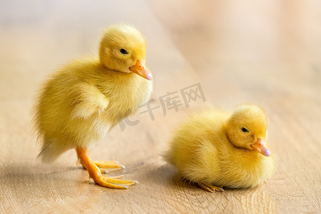 小鸭摄影照片_在木地板上的两只新出生的黄色小鸭