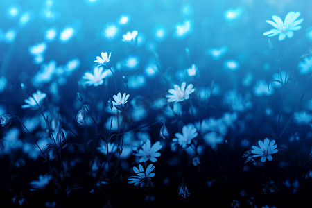 蓝色梦幻般的雏菊草甸