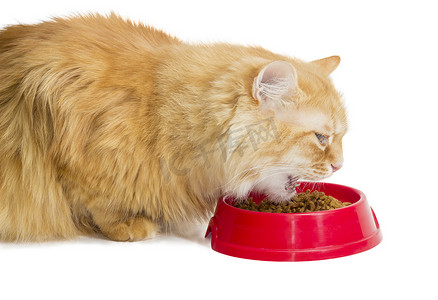 红状摄影照片_红猫，吃红碗里的干猫粮