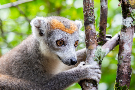 欧冠摄影照片_马达加斯加雨林树上的冠狐猴