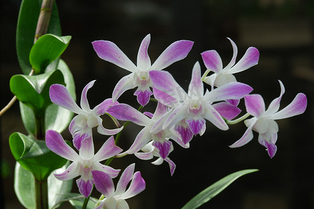白色鲜花摄影照片_美丽的石斛兰，明亮的白色和紫色的组合