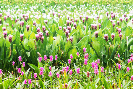 姜黄 (Siamese Tulip Curcuma Alismatifolia) 花 I