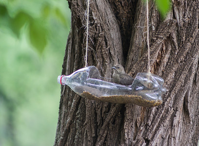 自制净水器摄影照片_用回收塑料瓶制成的手工喂鸟器和饮水器