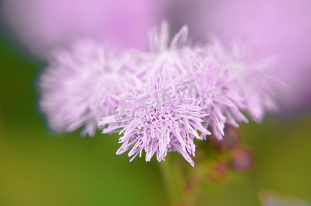 因斯布鲁克的蓝色牙线花或蓝貂、蓝草、猫脚、墨西哥画笔