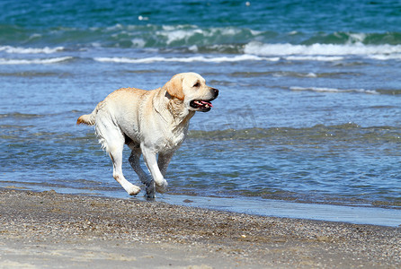 一只漂亮的黄色拉布拉多犬在海中奔跑