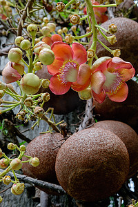 Couroupita guianensis - 炮弹树花