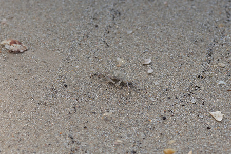 沙滩上生物摄影照片_沙滩上的小螃蟹